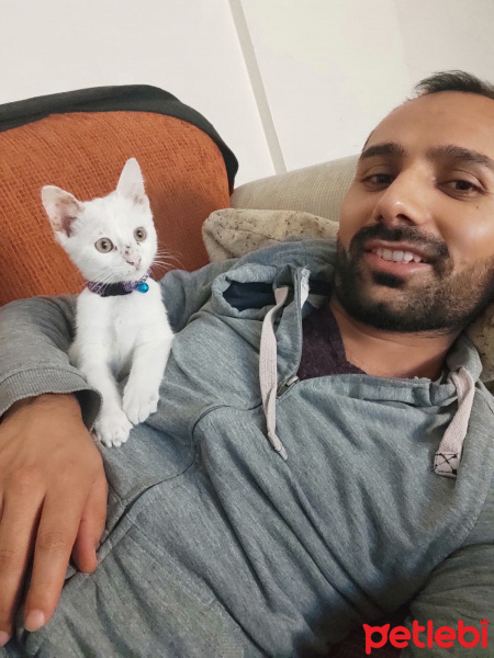 Van Kedisi, Kedi Pitho fotoğrafı