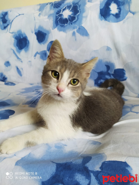 Tekir Kedi, Kedi Behlül fotoğrafı