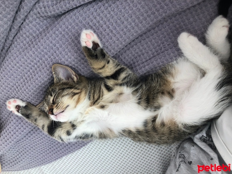 Tekir Kedi, Kedi Lila fotoğrafı