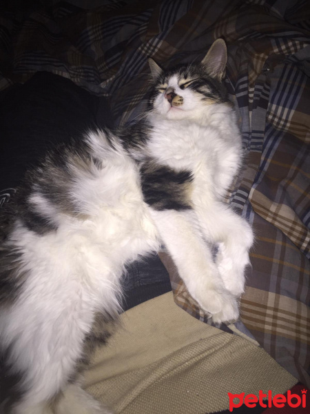 Norwegian Forest, Kedi Kutup fotoğrafı