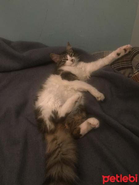 Norwegian Forest, Kedi Kutup fotoğrafı