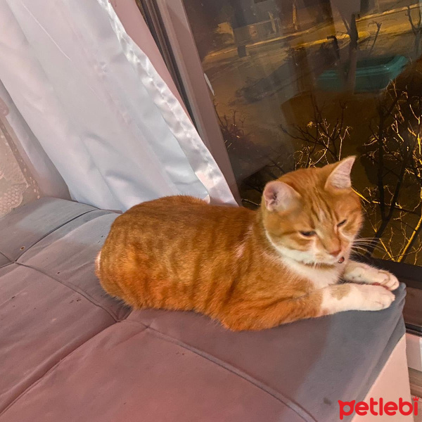 Tekir Kedi, Kedi Lina fotoğrafı