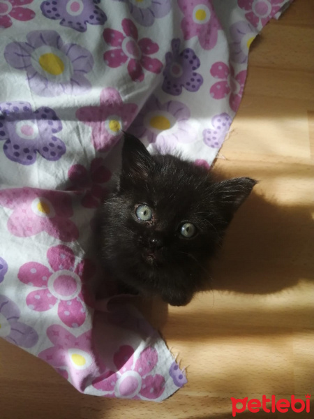 Tekir Kedi, Kedi Bitter fotoğrafı