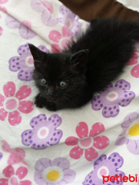 Tekir Kedi, Kedi Bitter fotoğrafı