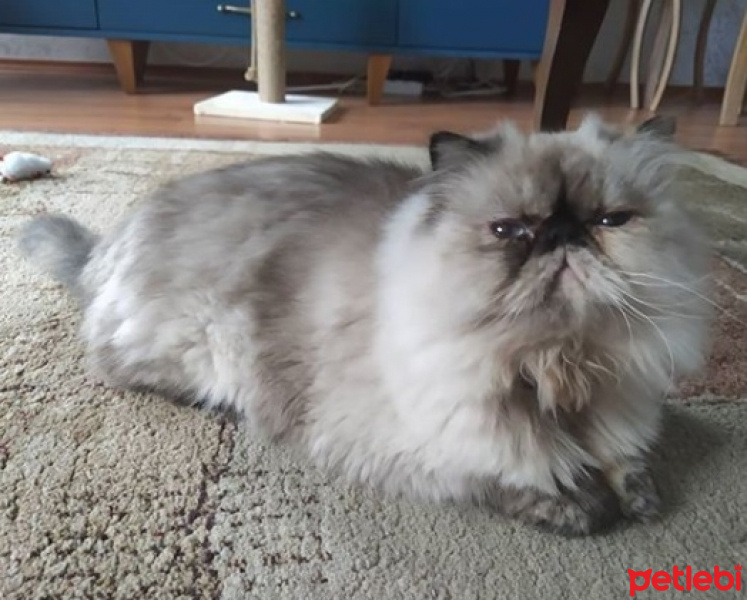 Himalayan, Kedi füruğ fotoğrafı