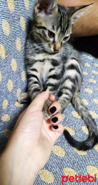 Tekir Kedi, Kedi Adı belli değil fotoğrafı