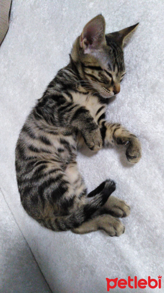 Tekir Kedi, Kedi Adı belli değil fotoğrafı