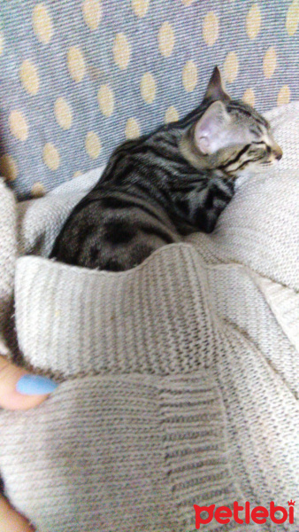 Tekir Kedi, Kedi Adı belli değil fotoğrafı