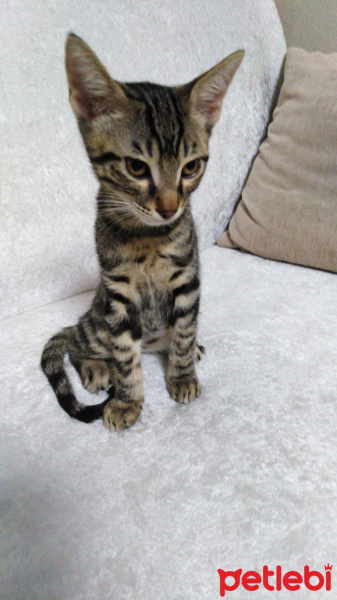 Tekir Kedi, Kedi Adı belli değil fotoğrafı