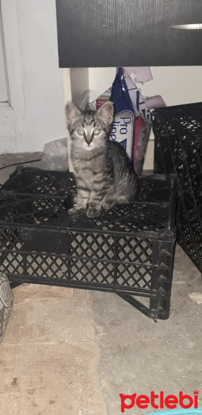 Tekir Kedi, Kedi ACİL YUVA ARIYORUZ fotoğrafı