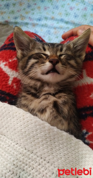 Tekir Kedi, Kedi Peri fotoğrafı