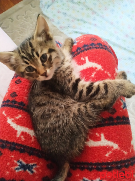 Tekir Kedi, Kedi Peri fotoğrafı