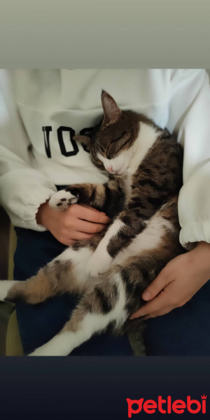 Tekir Kedi, Kedi Minnak fotoğrafı