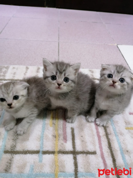 Scottish Fold, Kedi Serif fotoğrafı