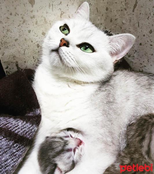 Scottish Fold, Kedi Serif fotoğrafı