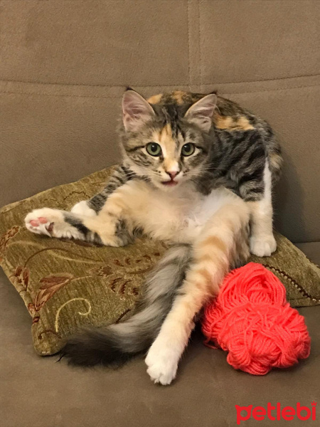 Tekir Kedi, Kedi üzüm fotoğrafı