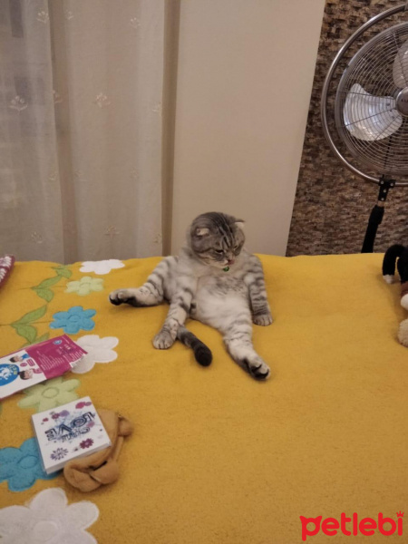 Scottish Fold, Kedi Kediş fotoğrafı
