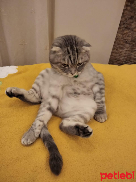 Scottish Fold, Kedi Kediş fotoğrafı