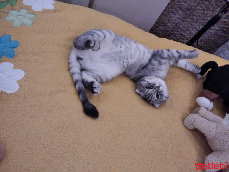 Scottish Fold, Kedi Kediş fotoğrafı