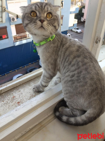 Scottish Fold, Kedi Kediş fotoğrafı