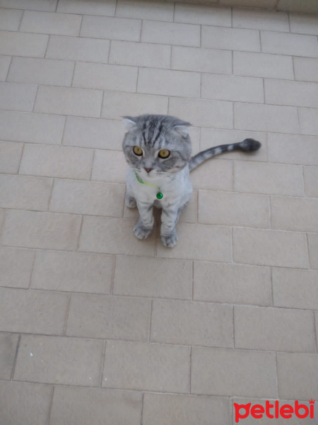 Scottish Fold, Kedi Kediş fotoğrafı