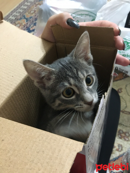 Tekir Kedi, Kedi Elvin fotoğrafı