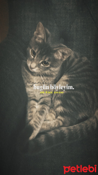 Tekir Kedi, Kedi Elvin fotoğrafı