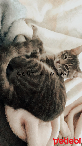 Tekir Kedi, Kedi Elvin fotoğrafı