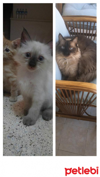 Balinese, Kedi Herkül fotoğrafı