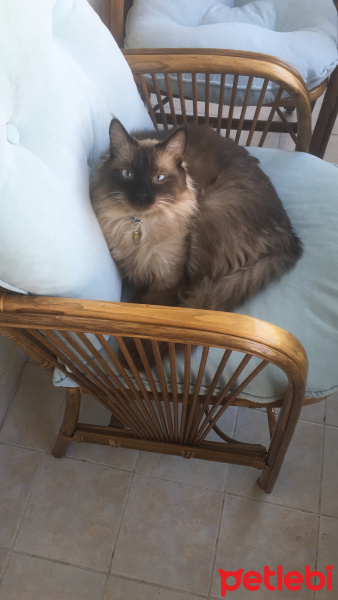 Balinese, Kedi Herkül fotoğrafı