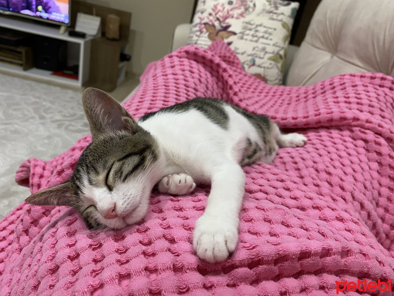 Tekir Kedi, Kedi Asya Samsa fotoğrafı