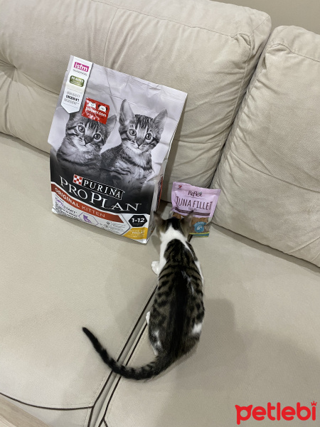 Tekir Kedi, Kedi Asya Samsa fotoğrafı