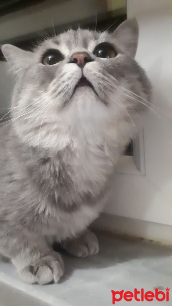 British Shorthair, Kedi Mocha fotoğrafı