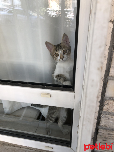 Tekir Kedi, Kedi Bella fotoğrafı