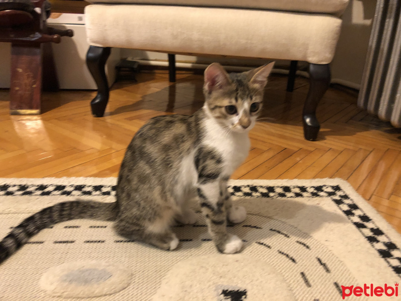 Tekir Kedi, Kedi Bella fotoğrafı