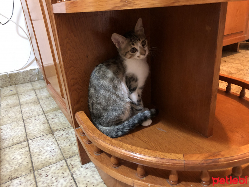 Tekir Kedi, Kedi Bella fotoğrafı