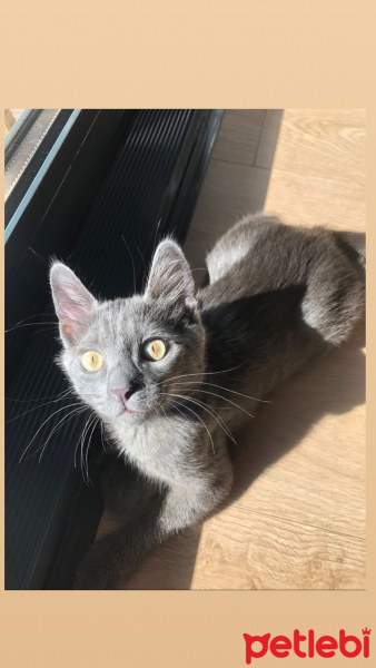 Mavi Rus, Kedi Bob fotoğrafı