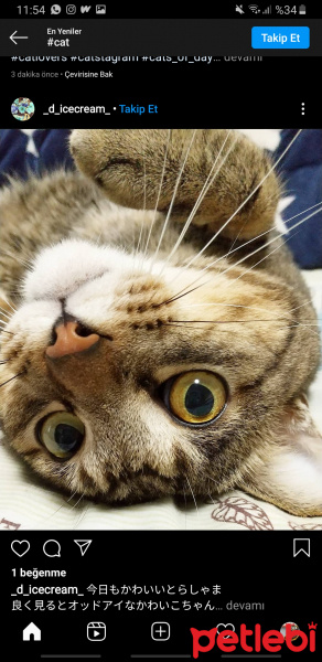 Tekir Kedi, Kedi Bidik fotoğrafı