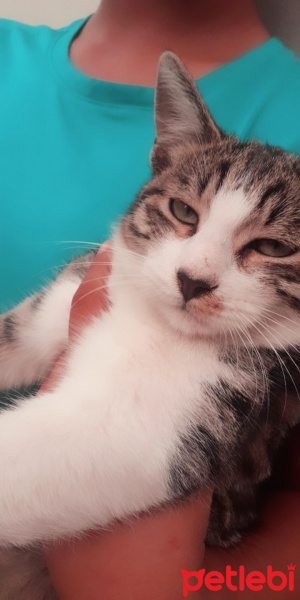 Tekir Kedi, Kedi Kezboş fotoğrafı