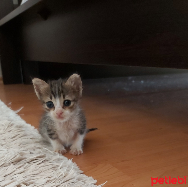 Tekir Kedi, Kedi Edi &Büdu fotoğrafı