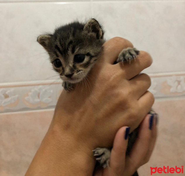 Tekir Kedi, Kedi Edi &Büdu fotoğrafı