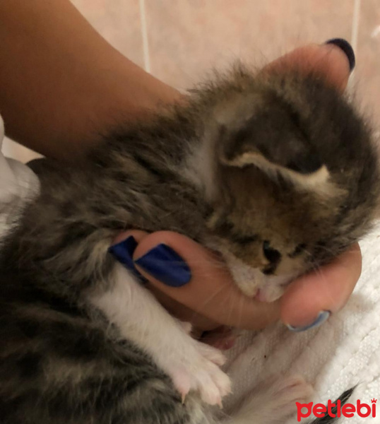 Tekir Kedi, Kedi Edi &Büdu fotoğrafı