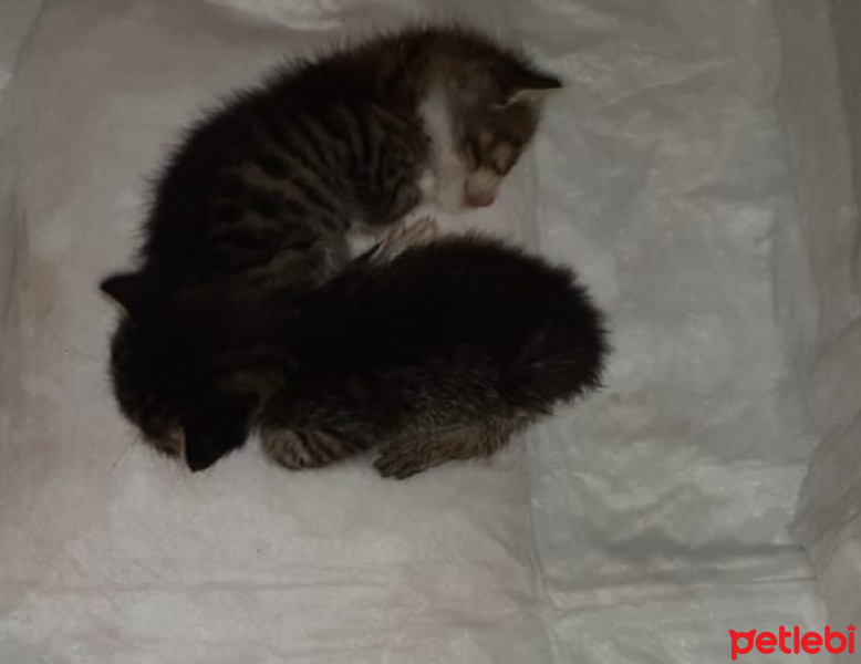 Tekir Kedi, Kedi Edi &Büdu fotoğrafı