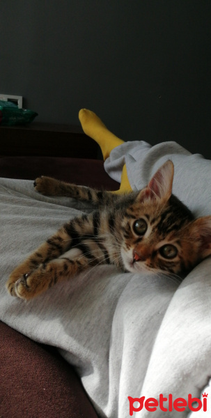 Tekir Kedi, Kedi Puma fotoğrafı