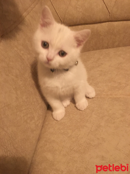 British Shorthair, Kedi Efe fotoğrafı