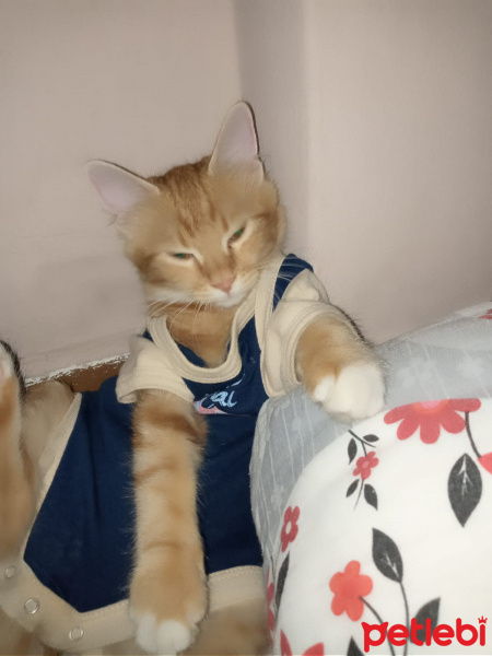 Sarman, Kedi Şirin hanım fotoğrafı