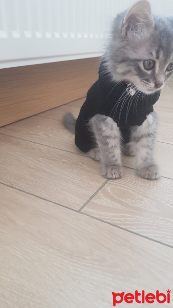 Tekir Kedi, Kedi Coffee fotoğrafı