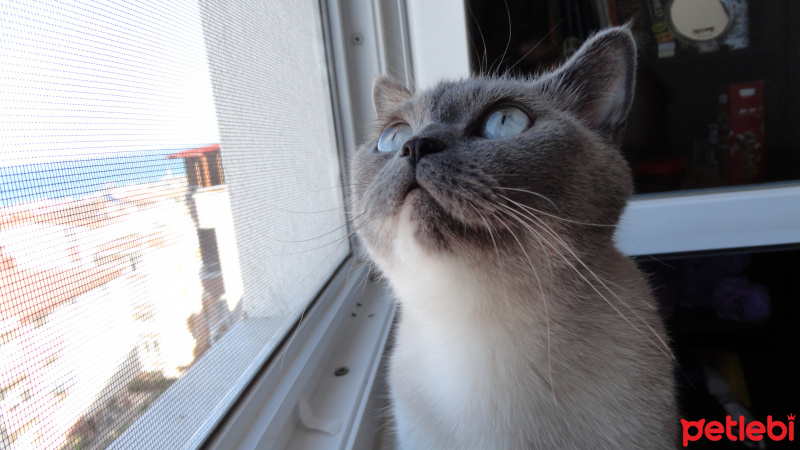 British Shorthair, Kedi Bonny fotoğrafı