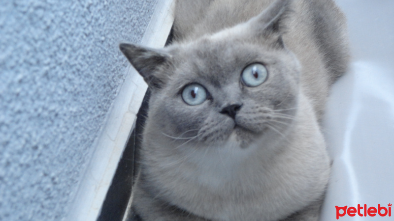 British Shorthair, Kedi Bonny fotoğrafı
