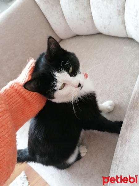 Tuxedo (Smokin) Kedi, Kedi Lydia fotoğrafı